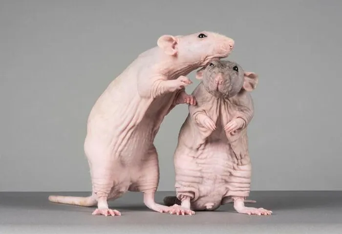 Framed Print : Hairless Pet Rats, UK