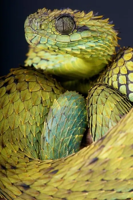 Framed Print : Hairy bush viper / Atheris hispida Framed Print : Hairy bush viper / Atheris hispida
