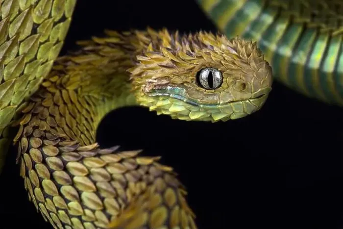 Framed Print : Hairy bush viper (Atheris hispida)
