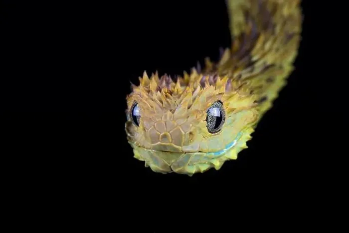 Framed Print : Hairy bush viper (Atheris hispida)