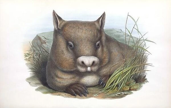 Hairy-nosed Wombat