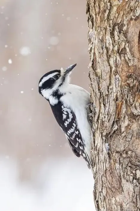 Framed Print : hairy woodpecker (Leuconotopicus villosus) in winter storm Framed Print : hairy woodpecker (Leuconotopicus villosus) in winter storm