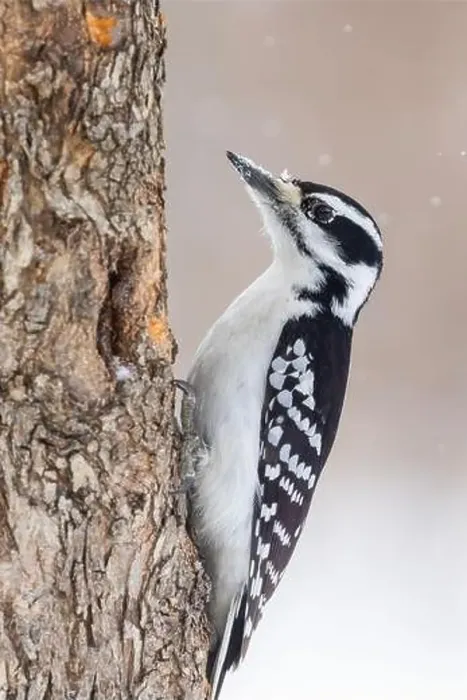 Framed Print : hairy woodpecker (Leuconotopicus villosus) in winter storm Framed Print : hairy woodpecker (Leuconotopicus villosus) in winter storm