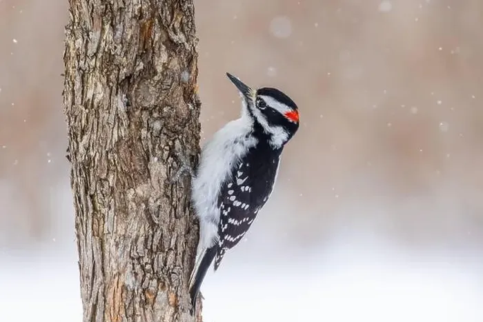 Framed Print : hairy woodpecker (Leuconotopicus villosus) in winter storm Framed Print : hairy woodpecker (Leuconotopicus villosus) in winter storm
