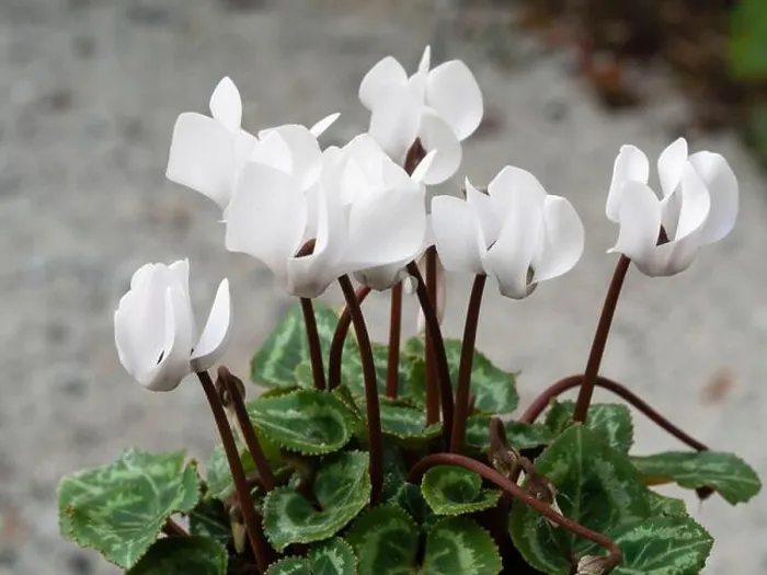 Framed Print : Half hardy white hybrid of the autumn to winter flowering Cyclamen persicum Framed Print : Half hardy white hybrid of the autumn to winter flowering Cyclamen persicum