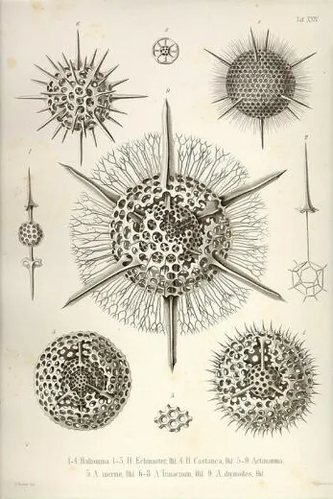 Framed Print : Haliomma, H. Echinaster, H. Castanea, Actinomma, A. Inerme, A. Trinacrium, A. Drymodes Framed Print : Haliomma, H. Echinaster, H. Castanea, Actinomma, A. Inerme, A. Trinacrium, A. Drymodes