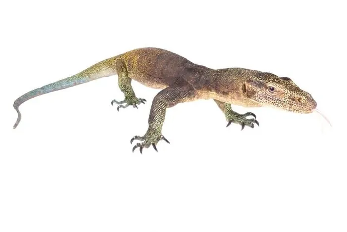 Framed Print : The Halmahera monitor (Varanus yuwonoi) was only described in 1998 Framed Print : The Halmahera monitor (Varanus yuwonoi) was only described in 1998