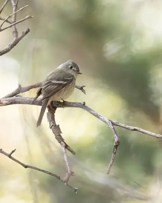 Framed Print : A Hammond's Flycatcher. in Arizona Framed Print : A Hammond's Flycatcher. in Arizona