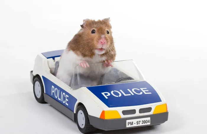 Framed Print : Hamster in a toy police car Framed Print : Hamster in a toy police car