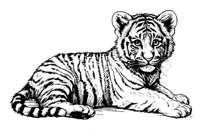Framed Print : Hand drawn engraving style sketch of a tiger cub, vector ink illustration Framed Print : Hand drawn engraving style sketch of a tiger cub, vector ink illustration