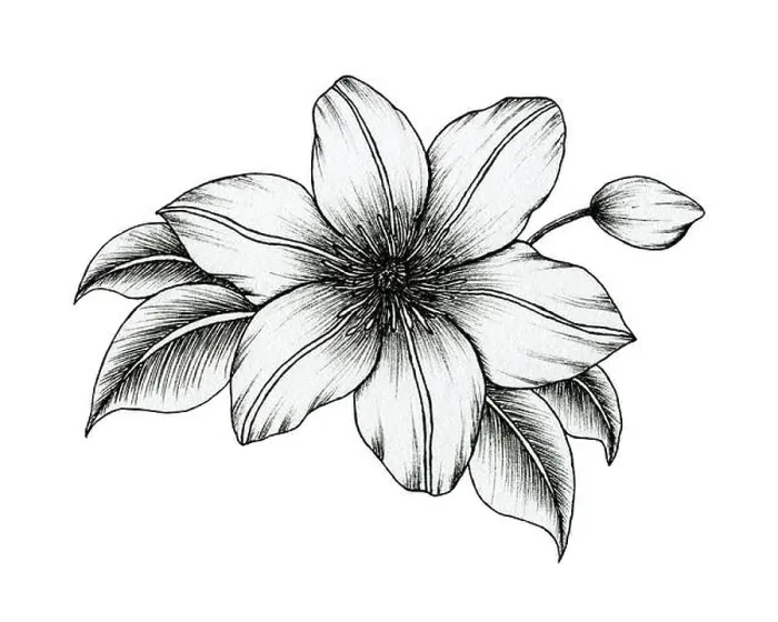 Framed Print : hand drawn ink clematis flowers isolated on white Framed Print : hand drawn ink clematis flowers isolated on white