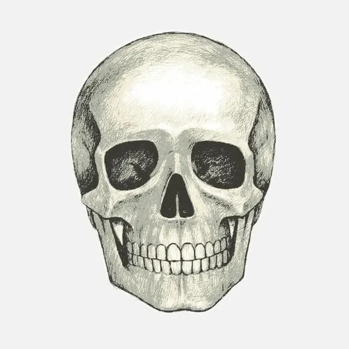 Framed Print : Hand drawn isolated human skull. Pencil drawing. Vector illustration Framed Print : Hand drawn isolated human skull. Pencil drawing. Vector illustration