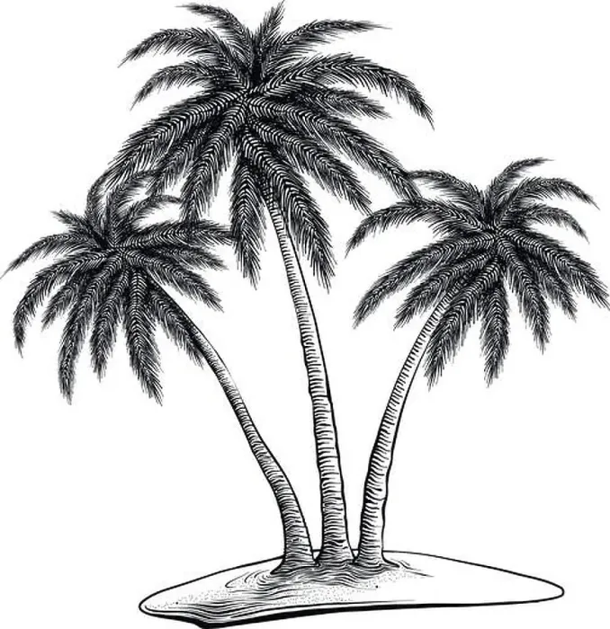Framed Print : Hand drawn sketch of palm trees in black isolated on white background Framed Print : Hand drawn sketch of palm trees in black isolated on white background