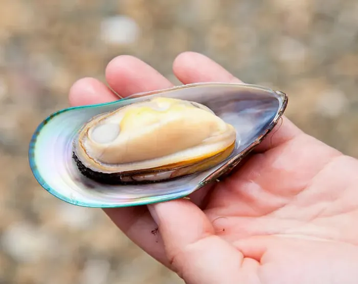 Framed Print : Hand holding freshly cooked New Zealand green-lipped mussel Framed Print : Hand holding freshly cooked New Zealand green-lipped mussel