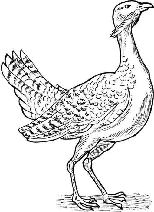 Framed Print : hand sketch drawing illustration of the Great bustard bird