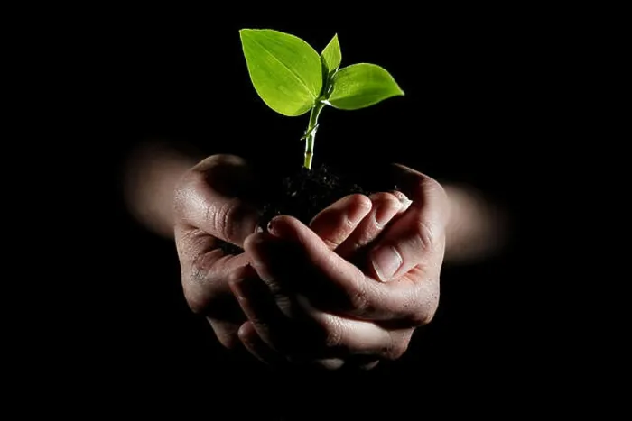Framed Print : Hands holding young plant Framed Print : Hands holding young plant