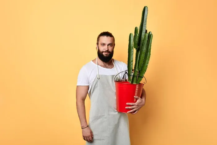 Framed Print : handsome maler florist dressed in apron standing with a big cactus planted in red bucket isolated yellow background