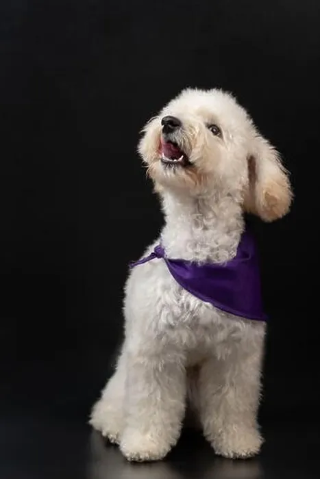 Framed Print : Happy barking white poodle puppy dog isolated on black studio background Framed Print : Happy barking white poodle puppy dog isolated on black studio background