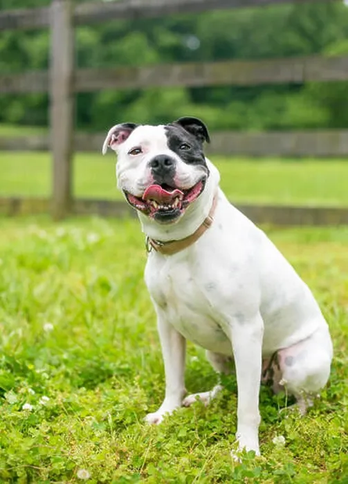 Framed Print : A happy black and white Staffordshire Bull Terrier dog Framed Print : A happy black and white Staffordshire Bull Terrier dog