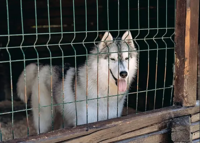 Framed Print : happy cute husky dog with toungue out in a cage Framed Print : happy cute husky dog with toungue out in a cage
