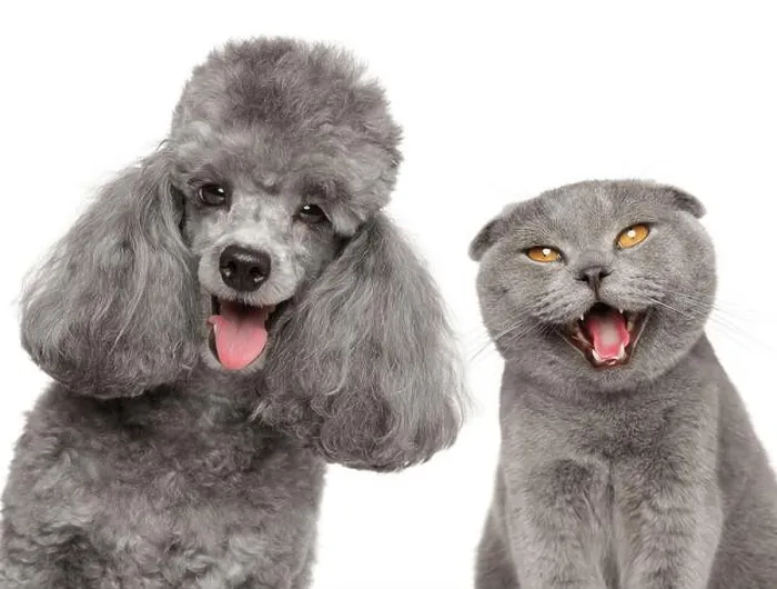 Framed Print : A happy gray poodle and a charming Scottish fold cat radiating joy on a white background Framed Print : A happy gray poodle and a charming Scottish fold cat radiating joy on a white background