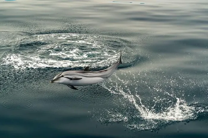 Framed Print : Happy striped dolphin jumping outside the sea Framed Print : Happy striped dolphin jumping outside the sea