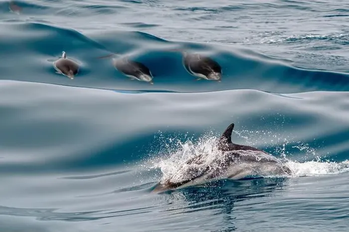 Framed Print : Happy striped dolphin jumping outside the sea Framed Print : Happy striped dolphin jumping outside the sea