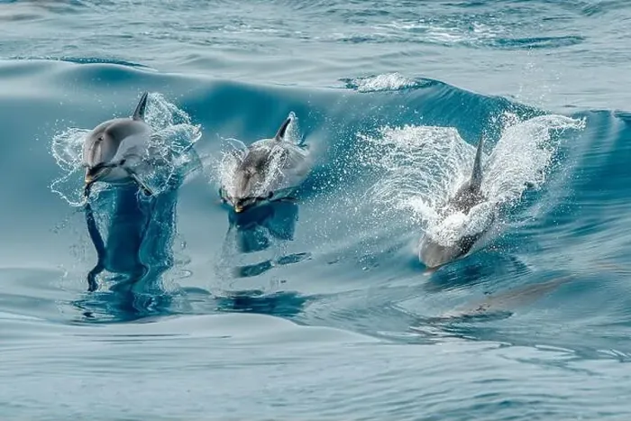 Framed Print : Happy striped dolphin jumping outside the sea Framed Print : Happy striped dolphin jumping outside the sea