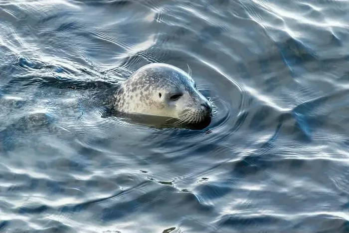 Framed Print : Harbor seal, phoca vitulina vitulina
