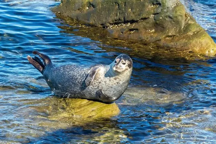 Framed Print : Harbor seal, phoca vitulina vitulina Framed Print : Harbor seal, phoca vitulina vitulina