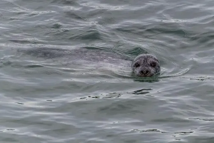 Framed Print : A harbor seal swims in the waters of the Puget Sound, Washington, USA Framed Print : A harbor seal swims in the waters of the Puget Sound, Washington, USA