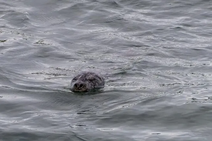 Framed Print : A harbor seal swims in the waters of the Puget Sound, Washington, USA Framed Print : A harbor seal swims in the waters of the Puget Sound, Washington, USA
