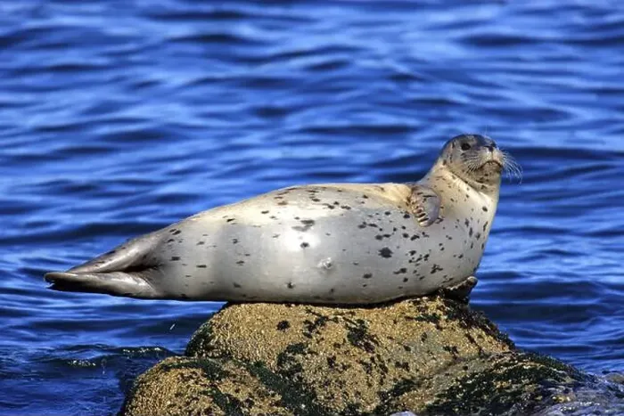 Framed Print : Harbour seal (Phoca vitulina), adult, rock, water, sea, resting, relaxed, Monterey, California, USA, North America Framed Print : Harbour seal (Phoca vitulina), adult, rock, water, sea, resting, relaxed, Monterey, California, USA, North America
