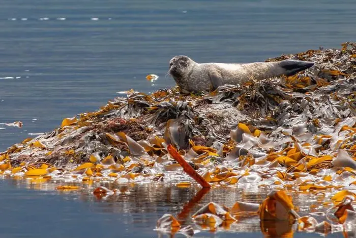 Framed Print : harbour seal pup hauled out resting on kelp covered rocks on west coast of Scotland Framed Print : harbour seal pup hauled out resting on kelp covered rocks on west coast of Scotland