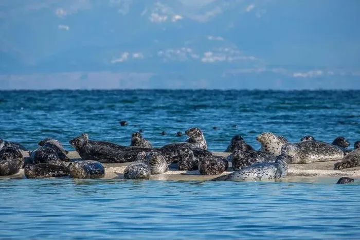 Framed Print : Harbour seals (Phoca vitulina) hauled out on the Seal Islets near Sandy Island Marine Park in the Salish Sea Framed Print : Harbour seals (Phoca vitulina) hauled out on the Seal Islets near Sandy Island Marine Park in the Salish Sea