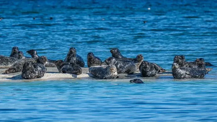 Framed Print : Harbour seals (Phoca vitulina) hauled out on the Seal Islets near Sandy Island Marine Park in the Salish Sea Framed Print : Harbour seals (Phoca vitulina) hauled out on the Seal Islets near Sandy Island Marine Park in the Salish Sea