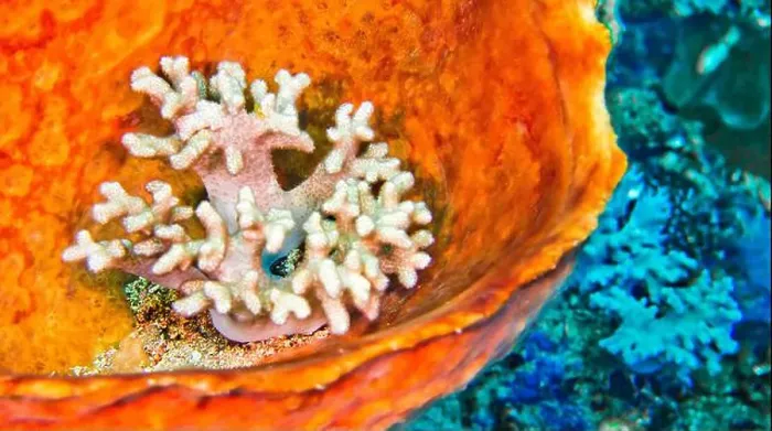Framed Print : Hard coral into Barrel Sponge, Reef Building Corals, Coral Reef, Lembeh, North Sulawesi, Indonesia, Asia Framed Print : Hard coral into Barrel Sponge, Reef Building Corals, Coral Reef, Lembeh, North Sulawesi, Indonesia, Asia