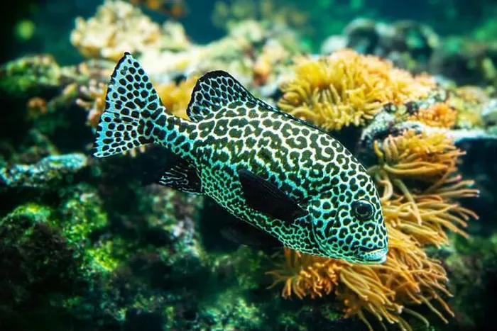 Framed Print : Harlequin sweetlips (Plectorhinchus chaetodonoides) is a marine fish native to tropical Indo-Pacific Ocean
