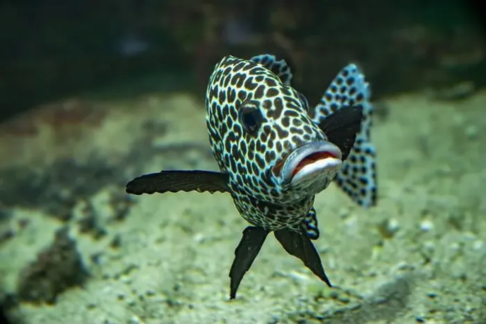 Framed Print : Harlequin sweetlips (Plectorhinchus chaetodonoides) is a marine fish native to tropical Indo-Pacific Ocean Framed Print : Harlequin sweetlips (Plectorhinchus chaetodonoides) is a marine fish native to tropical Indo-Pacific Ocean