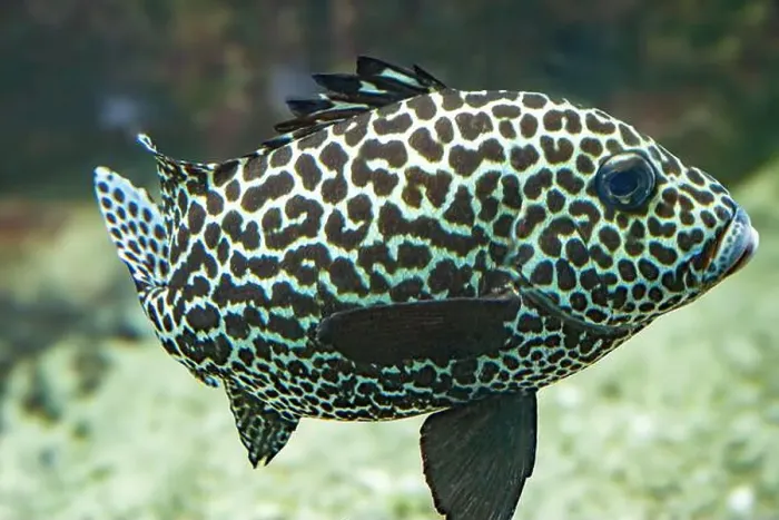 Framed Print : Harlequin sweetlips (Plectorhinchus chaetodonoides) is a marine fish native to tropical Indo-Pacific Ocean Framed Print : Harlequin sweetlips (Plectorhinchus chaetodonoides) is a marine fish native to tropical Indo-Pacific Ocean