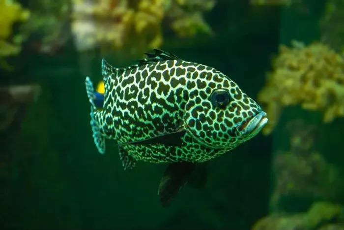Framed Print : Harlequin sweetlips (Plectorhinchus chaetodonoides) is a marine fish native to tropical Indo-Pacific Ocean Framed Print : Harlequin sweetlips (Plectorhinchus chaetodonoides) is a marine fish native to tropical Indo-Pacific Ocean