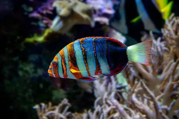 Framed Print : Harlequin tuskfish (Lienardella fasciata or Choedoron fasciatus) is a marine fish native to western Pacific Ocean Framed Print : Harlequin tuskfish (Lienardella fasciata or Choedoron fasciatus) is a marine fish native to western Pacific Ocean