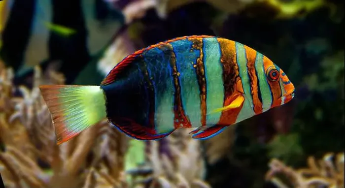 Framed Print : Harlequin tuskfish (Lienardella fasciata or Choedoron fasciatus) is a marine fish native to western Pacific Ocean Framed Print : Harlequin tuskfish (Lienardella fasciata or Choedoron fasciatus) is a marine fish native to western Pacific Ocean