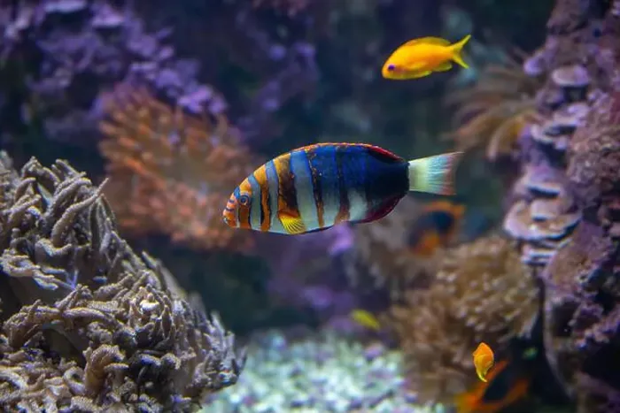 Framed Print : Harlequin tuskfish (Lienardella fasciata or Choedoron fasciatus) is a marine fish native to western Pacific Ocean Framed Print : Harlequin tuskfish (Lienardella fasciata or Choedoron fasciatus) is a marine fish native to western Pacific Ocean