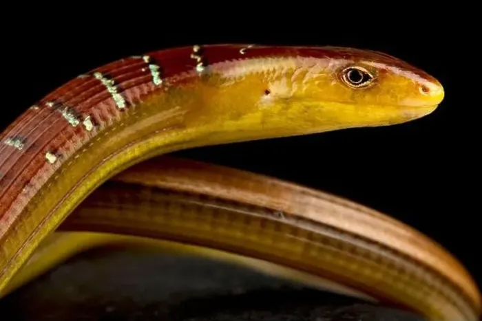 Framed Print : Hart's Glass Lizard (Dopasia harti) Framed Print : Hart's Glass Lizard (Dopasia harti)