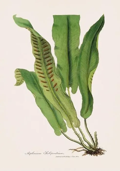Framed Print : Hart's-tongue fern. Botanical Illustration: Antique Medical Botanical Artwork from a 19th-century Botany Book Plate Framed Print : Hart's-tongue fern. Botanical Illustration: Antique Medical Botanical Artwork from a 19th-century Botany Book Plate
