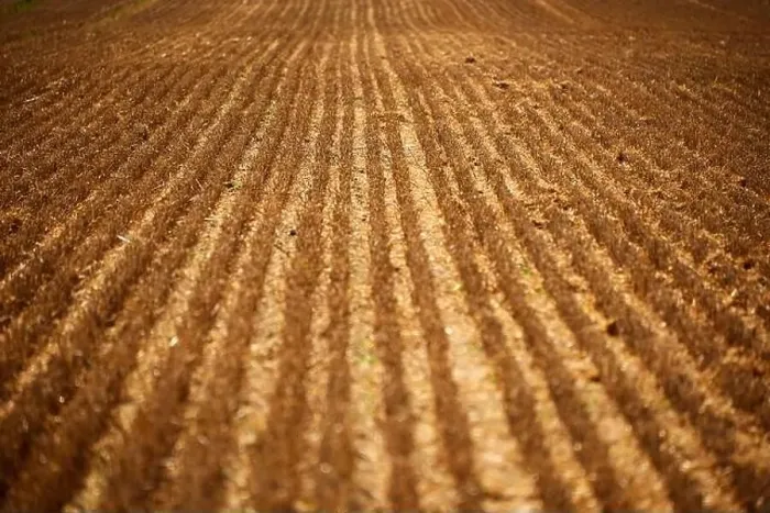 Framed Print : harvest of wheat almost finished Framed Print : harvest of wheat almost finished