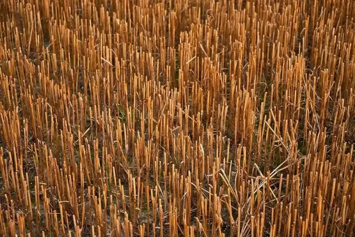Framed Print : harvest of wheat almost finished Framed Print : harvest of wheat almost finished