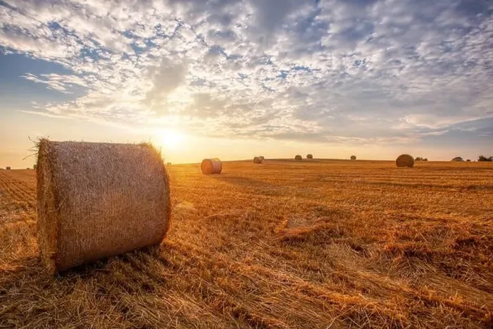 Framed Print : harvested field with straw bales in sunset, agriculture farming concept, Czech Republic, Europe Framed Print : harvested field with straw bales in sunset, agriculture farming concept, Czech Republic, Europe