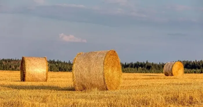 Framed Print : harvested field with straw bales in sunset, agriculture farming concept, Czech Republic, Europe Framed Print : harvested field with straw bales in sunset, agriculture farming concept, Czech Republic, Europe